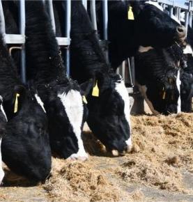 RFID animal automatic inventory solution